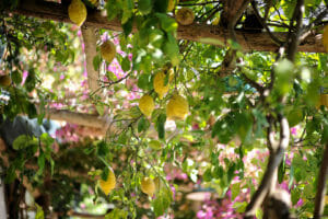 Villa Rina Country House - Amalfi Coast Rooms